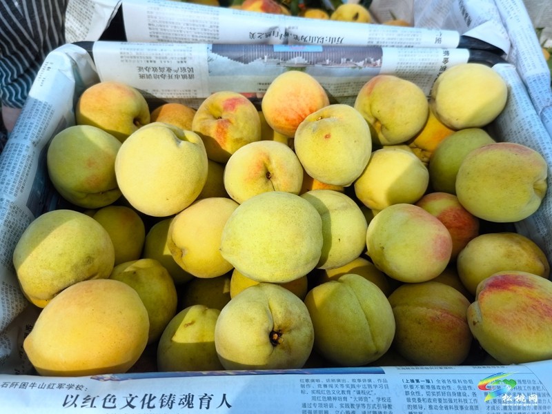 盤信鎮(zhèn)樓臺村：黃桃豐收季，甜蜜滿枝頭