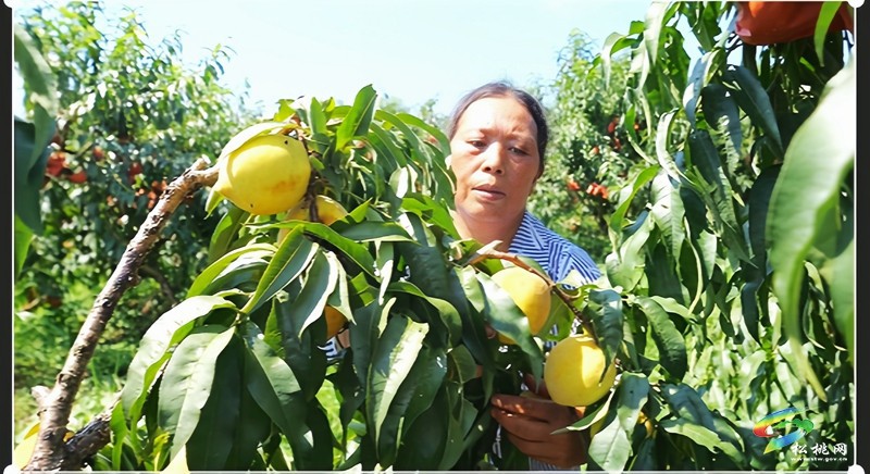 盤信鎮(zhèn)樓臺村：黃桃豐收季，甜蜜滿枝頭