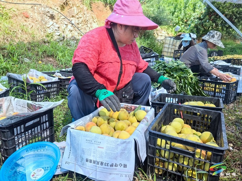 盤信鎮(zhèn)樓臺村：黃桃豐收季，甜蜜滿枝頭