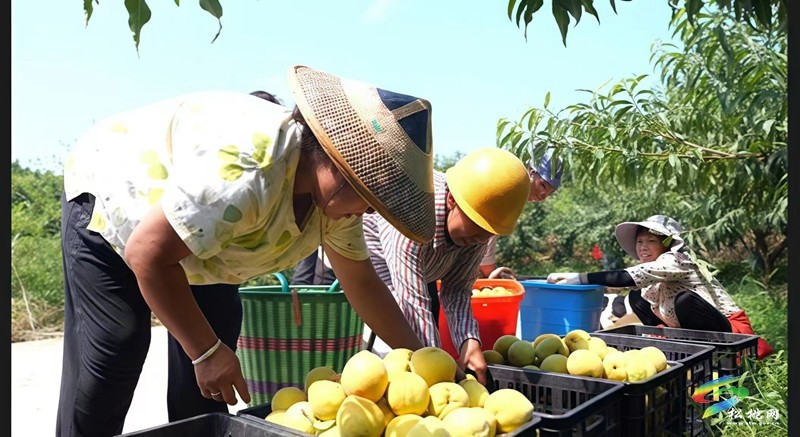盤信鎮(zhèn)樓臺村：黃桃豐收季，甜蜜滿枝頭
