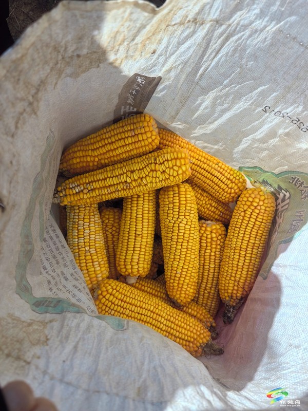 我縣開展大豆玉米帶狀復(fù)合種植臨田測(cè)產(chǎn) 助力農(nóng)業(yè)豐收