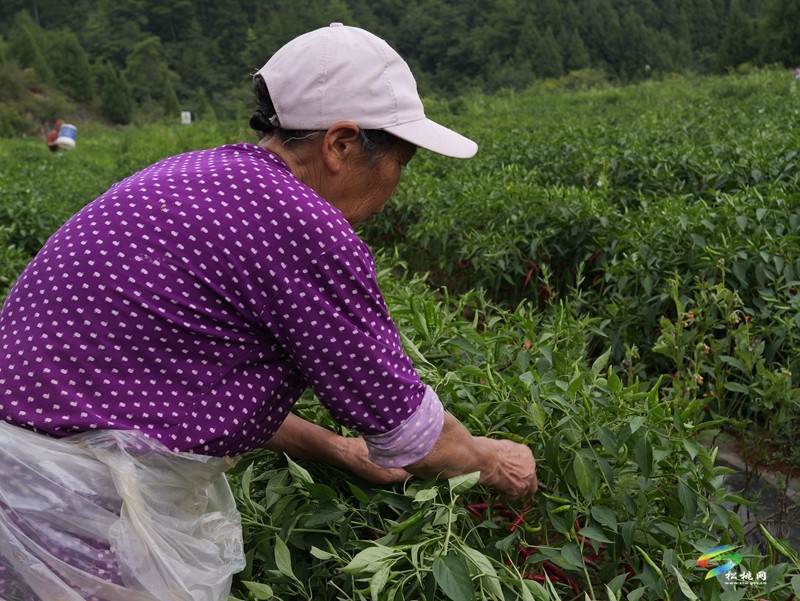 盤石鎮(zhèn)：辣椒田里話豐收