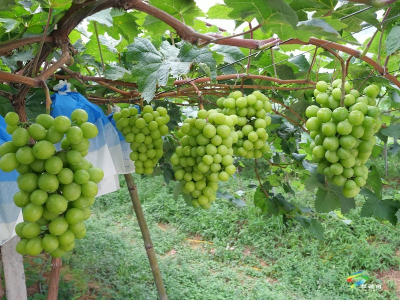 生態(tài)種植帶來甜蜜豐收