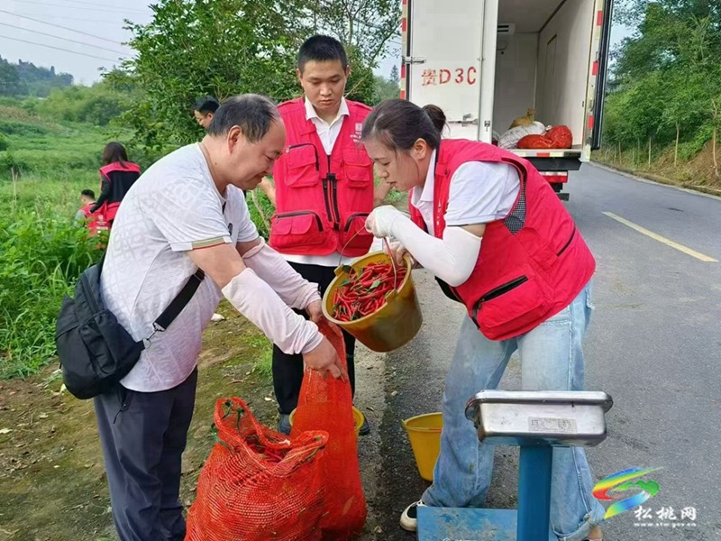 中國人民財(cái)產(chǎn)保險(xiǎn)股份有限公司松桃支公司助力盤信村辣椒采摘