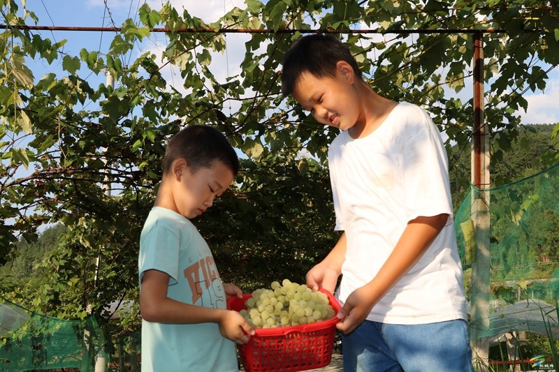 大路鎮(zhèn)寨冠村：小葡萄成鄉(xiāng)村振興大產(chǎn)業(yè)