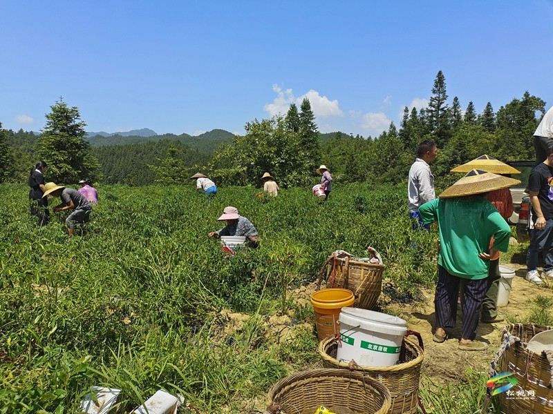 大路鎮(zhèn)坪江村：辣椒大豐收? 椒農(nóng)笑顏開(kāi)