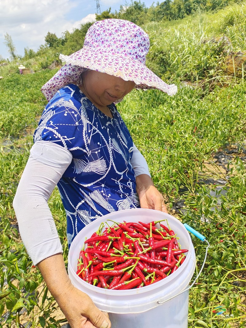 大路鎮(zhèn)坪江村：辣椒大豐收? 椒農(nóng)笑顏開(kāi)