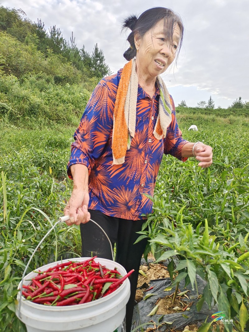 大路鎮(zhèn)坪江村：辣椒大豐收? 椒農(nóng)笑顏開(kāi)