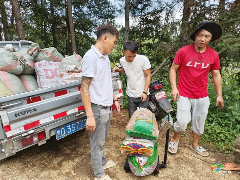 大路鎮(zhèn)坪江村：辣椒大豐收? 椒農(nóng)笑顏開(kāi)