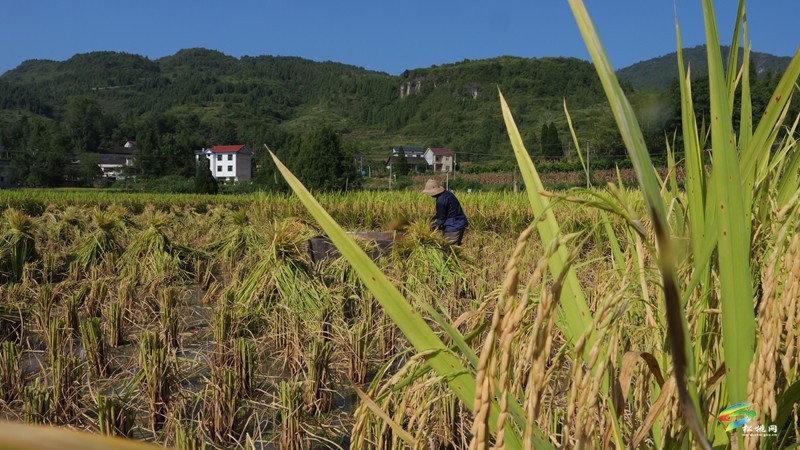木樹鎮(zhèn)：稻田流金豐收美