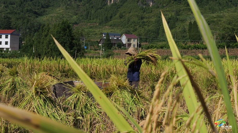 木樹鎮(zhèn)：稻田流金豐收美