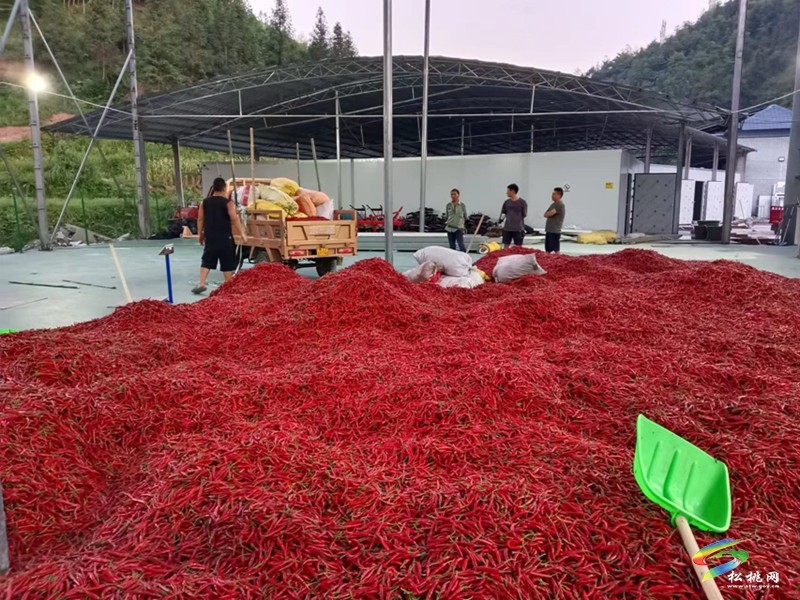 松桃：“訂單農(nóng)業(yè)”鋪出“致富路”