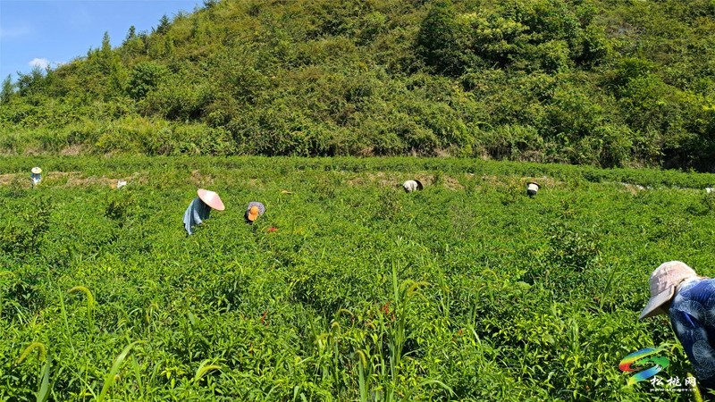 烏羅鎮(zhèn):千畝辣椒迎豐收 訂單走出致富路