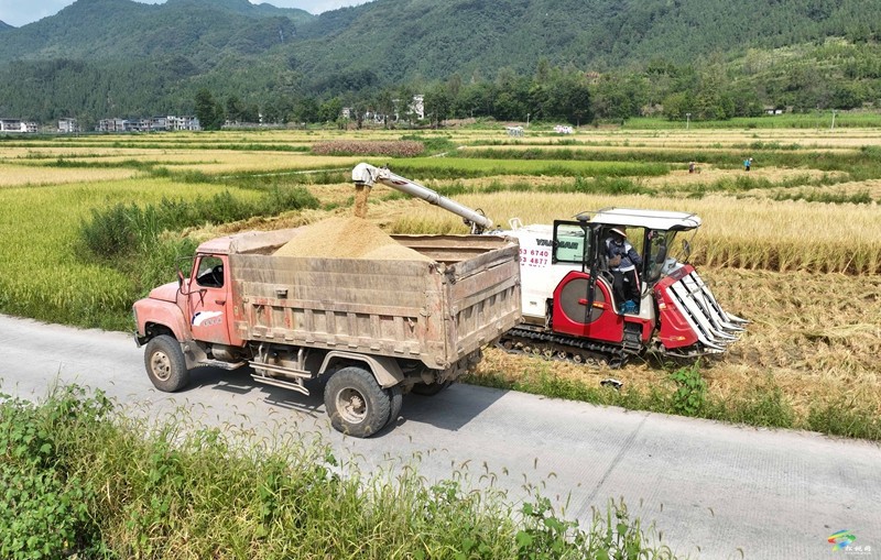 普覺(jué)鎮(zhèn)：金秋稻谷香  農(nóng)機(jī)收割忙