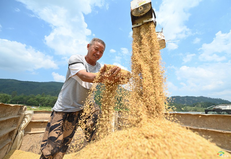 普覺(jué)鎮(zhèn)：金秋稻谷香  農(nóng)機(jī)收割忙