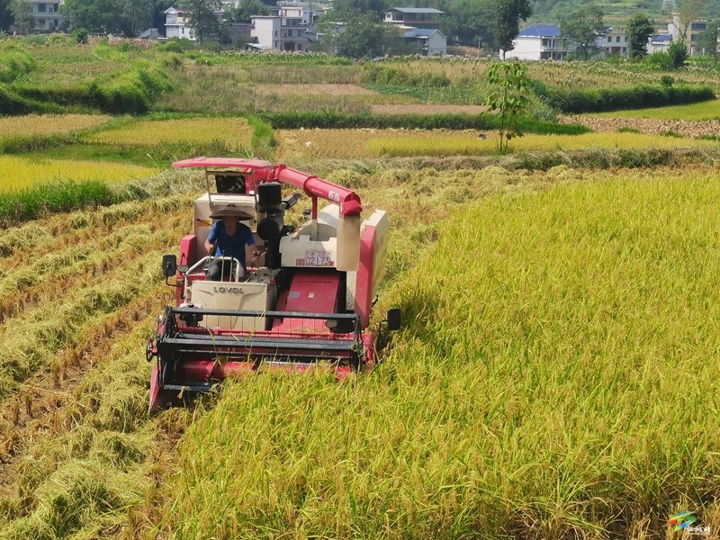 迓駕鎮(zhèn)：機(jī)械化收割助力稻谷顆粒歸倉