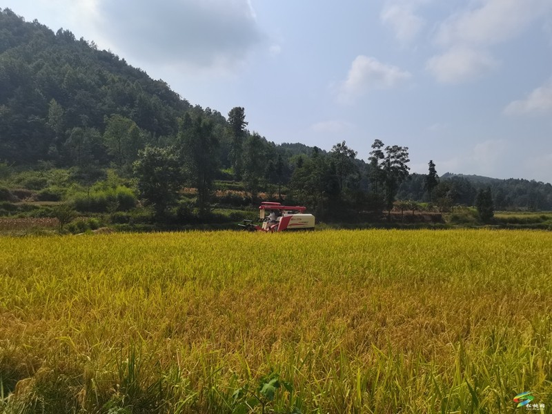 迓駕鎮(zhèn)：機(jī)械化收割助力稻谷顆粒歸倉