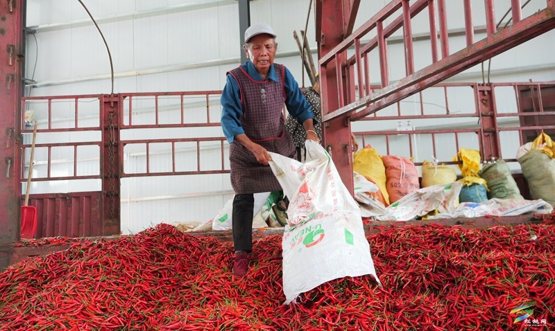 松桃：辣椒產(chǎn)業(yè)加工忙  鋪設(shè)火紅增收路