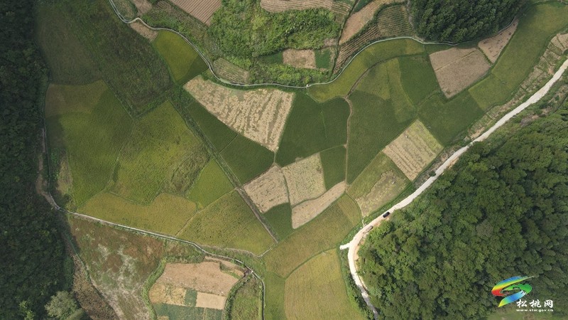 甘龍鎮(zhèn)：又“稻”一年好時(shí)節(jié)，糧油基地“喜豐收”