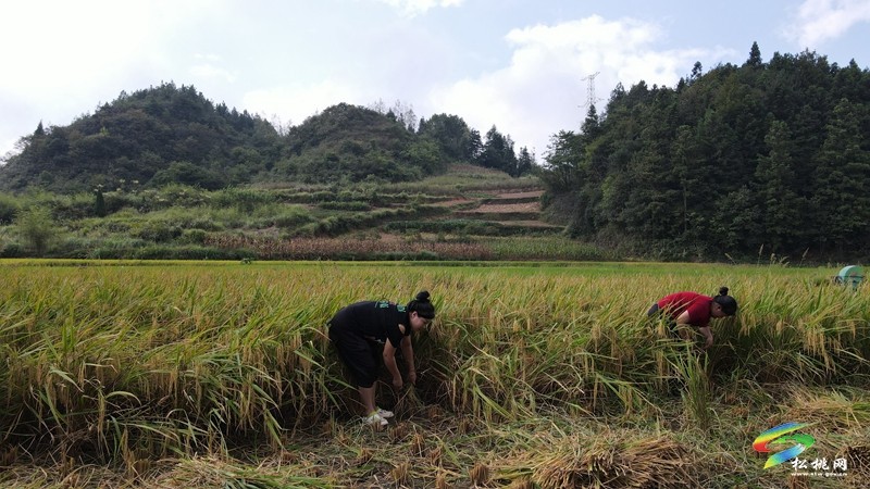 甘龍鎮(zhèn)：又“稻”一年好時(shí)節(jié)，糧油基地“喜豐收”