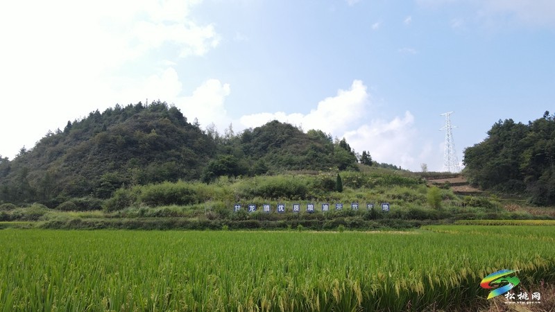 甘龍鎮(zhèn)：又“稻”一年好時(shí)節(jié)，糧油基地“喜豐收”