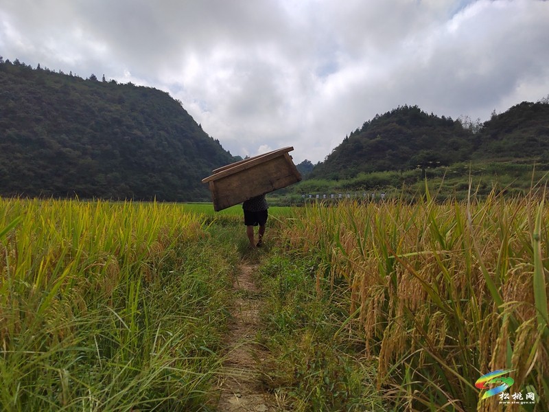 甘龍鎮(zhèn)：又“稻”一年好時(shí)節(jié)，糧油基地“喜豐收”