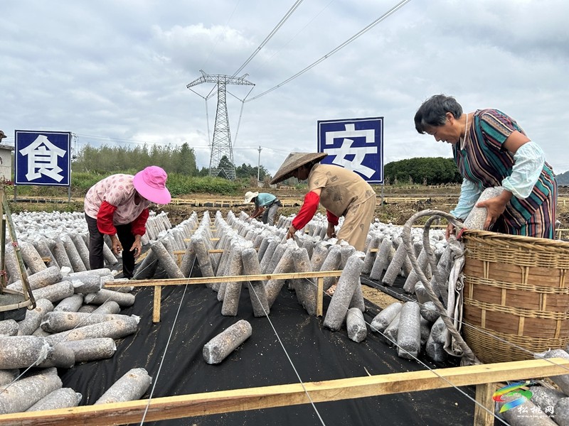 孟溪鎮(zhèn):小木耳托起鄉(xiāng)村振興“大產(chǎn)業(yè)”