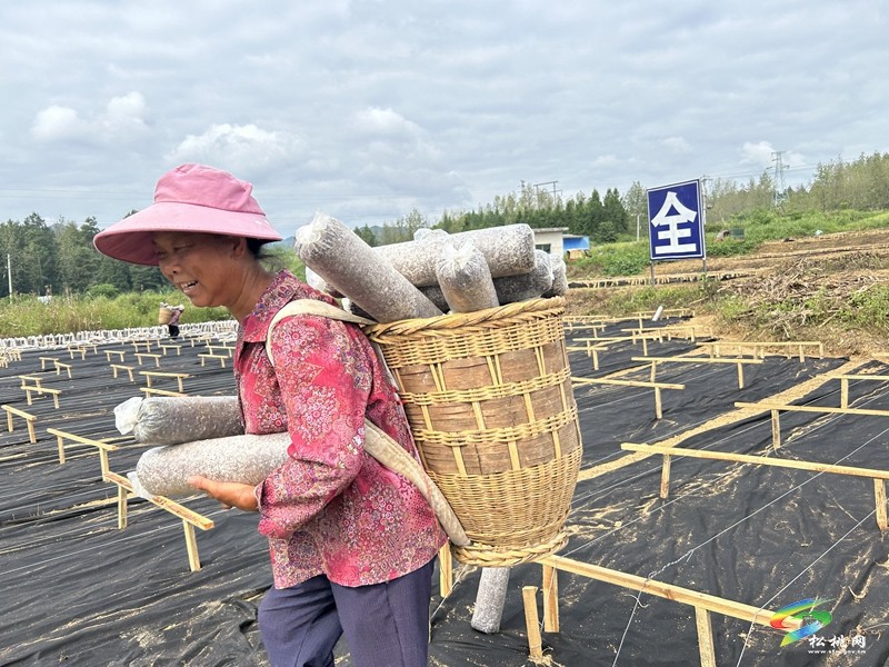 孟溪鎮(zhèn):小木耳托起鄉(xiāng)村振興“大產(chǎn)業(yè)”