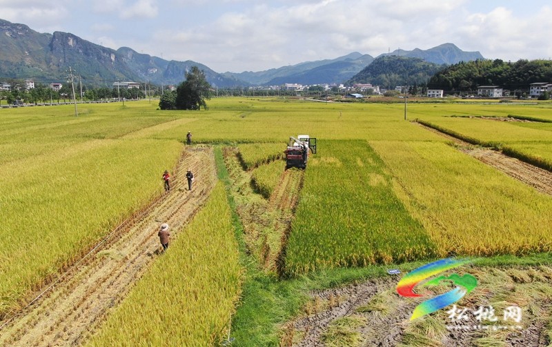 松桃：開展優(yōu)質水稻品種展示?助力良種良技推廣