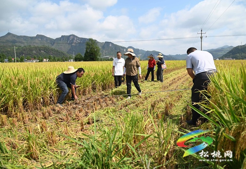 松桃：開展優(yōu)質水稻品種展示?助力良種良技推廣
