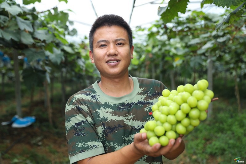 正大鎮(zhèn)：生態(tài)葡萄園?“葡”寫果農(nóng)致富路