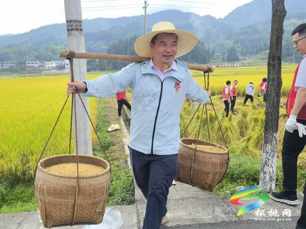 【粵黔協(xié)作·莞愛銅行】稻谷飄香收割忙?志愿服務助秋收 ｜粵黔協(xié)作工作隊銅仁工作組松桃小組、烏羅鎮(zhèn)黨政支部 聯(lián)合開展主題黨日活動