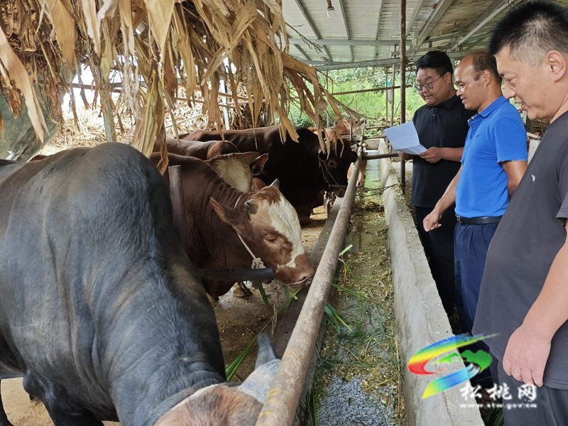 甘龍鎮(zhèn)：產(chǎn)業(yè)獎補促振興??群眾增收笑開顏