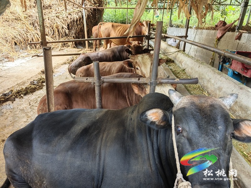 甘龍鎮(zhèn)：產(chǎn)業(yè)獎補促振興??群眾增收笑開顏