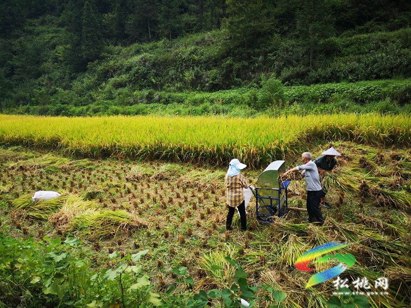 甘龍鎮(zhèn)：產(chǎn)業(yè)獎補促振興??群眾增收笑開顏