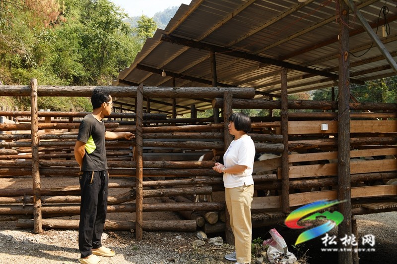 牛郎鎮(zhèn)：山羊養(yǎng)殖有“錢途” 農民致富“喜洋洋”