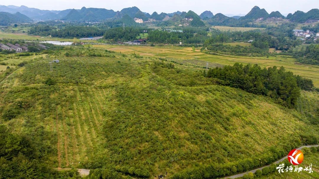 花垣：甜“獼”產(chǎn)業(yè) “豐”景無(wú)限