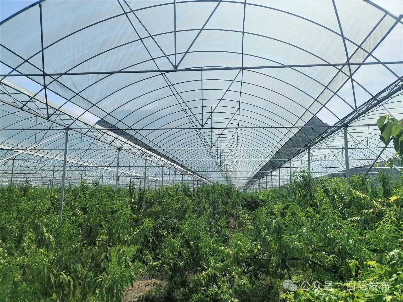 紅映酉陽(yáng) 黨建先鋒丨麻旺鎮(zhèn)平橋村：打造產(chǎn)業(yè)興、環(huán)境優(yōu)、和善美的鄉(xiāng)村振興新示范