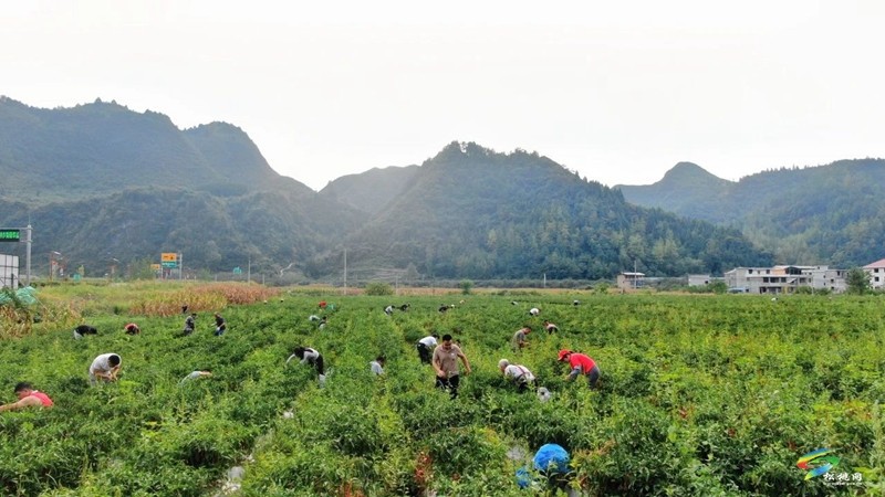 【武陵山區(qū)域媒體聯盟蹲點報道——紅色印跡·大美松桃】 松桃石梁：交通蝶變激發(fā)紅色引擎新動能