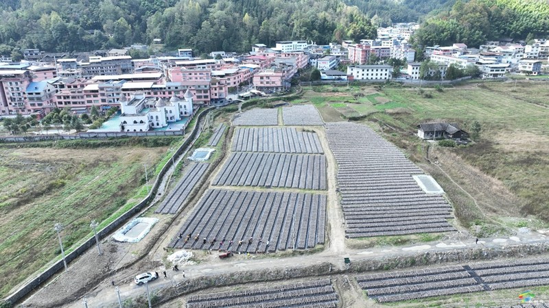 石梁鄉(xiāng)：黑木耳豐收助農增收致富