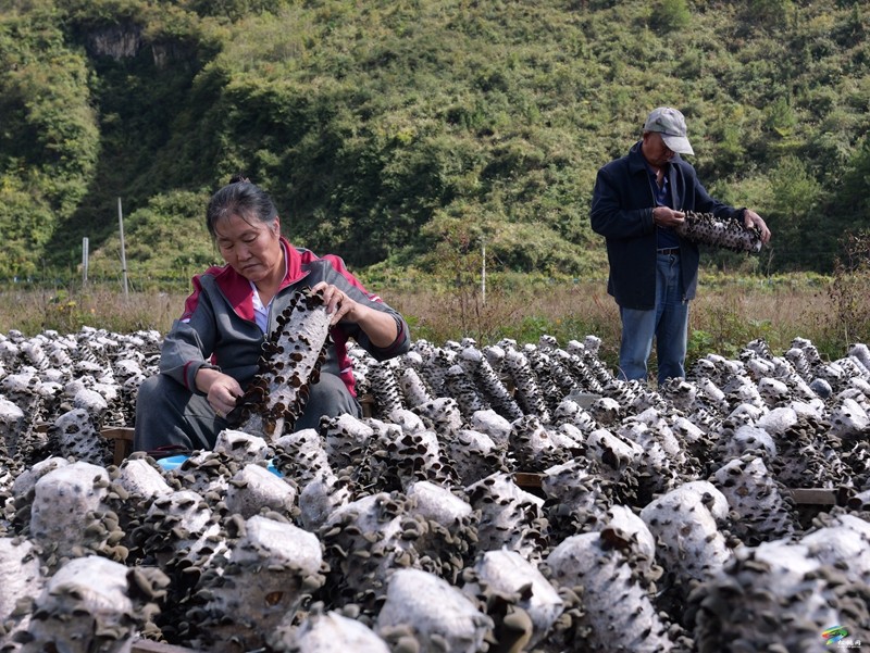石梁鄉(xiāng)：黑木耳豐收助農增收致富