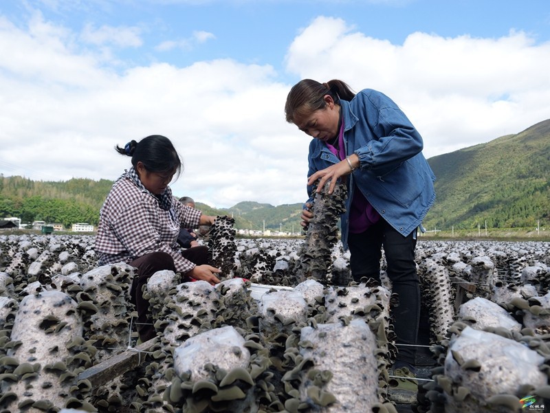 石梁鄉(xiāng)：黑木耳豐收助農增收致富
