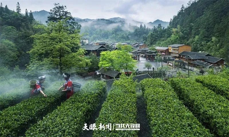 【武陵視界】綠樹開紅花 一葉富萬民——印江自治縣“紅綠”驅(qū)動茶產(chǎn)業(yè)高質(zhì)量發(fā)展