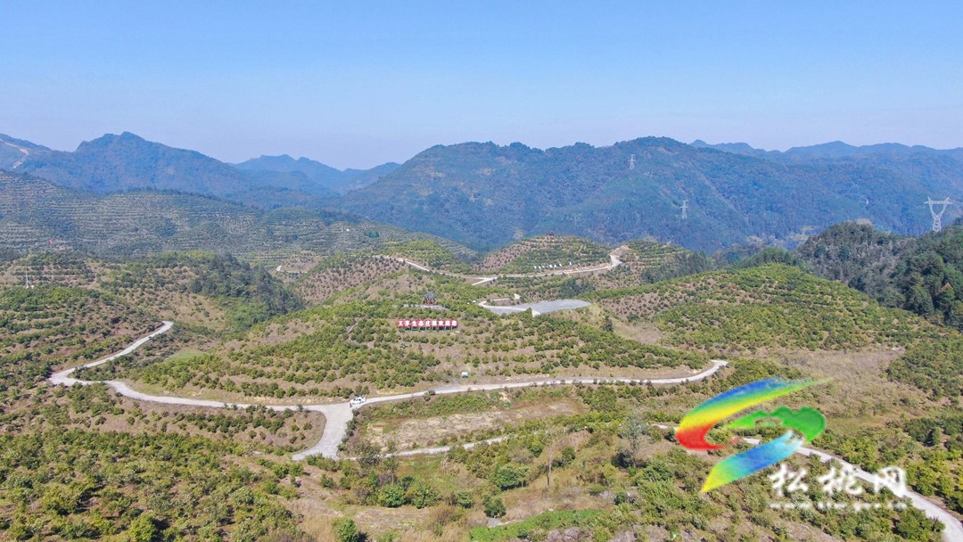 松桃：秋來(lái)油果香飄山頭   萬(wàn)畝油茶喜獲豐收