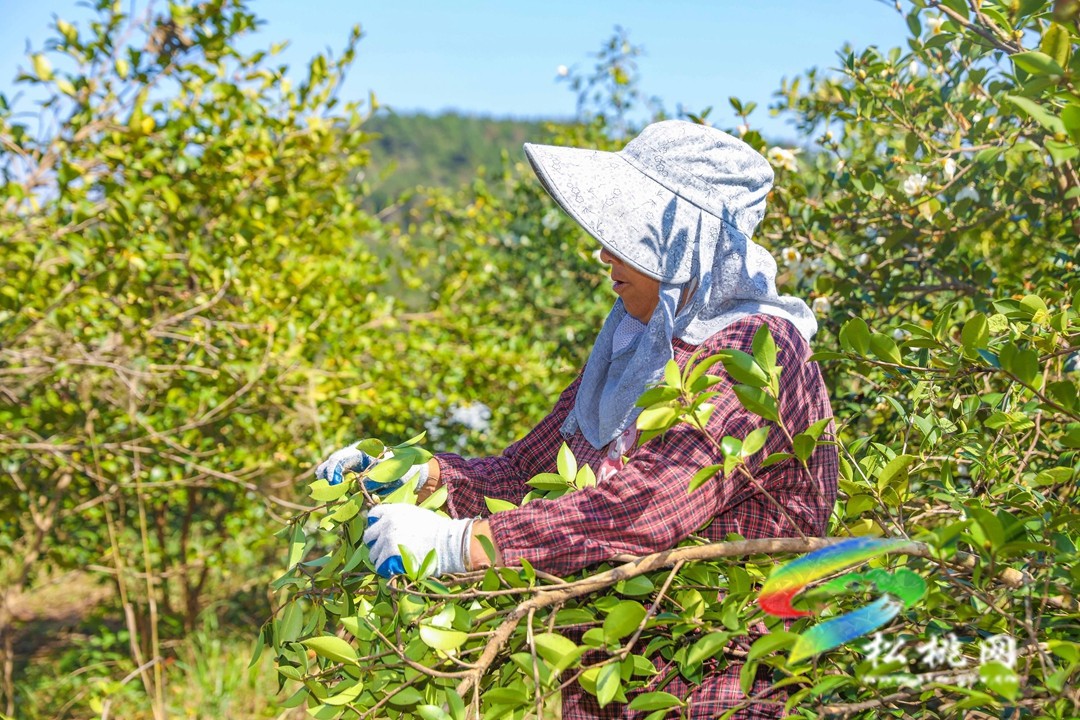 松桃：秋來(lái)油果香飄山頭   萬(wàn)畝油茶喜獲豐收