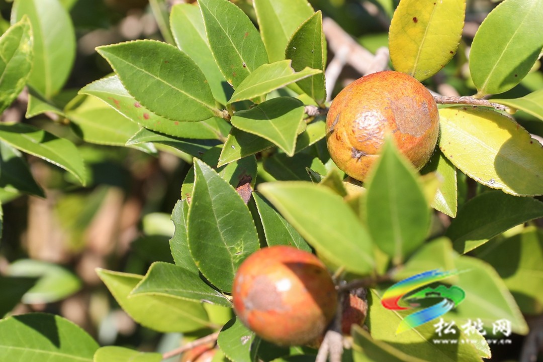 松桃：秋來(lái)油果香飄山頭   萬(wàn)畝油茶喜獲豐收