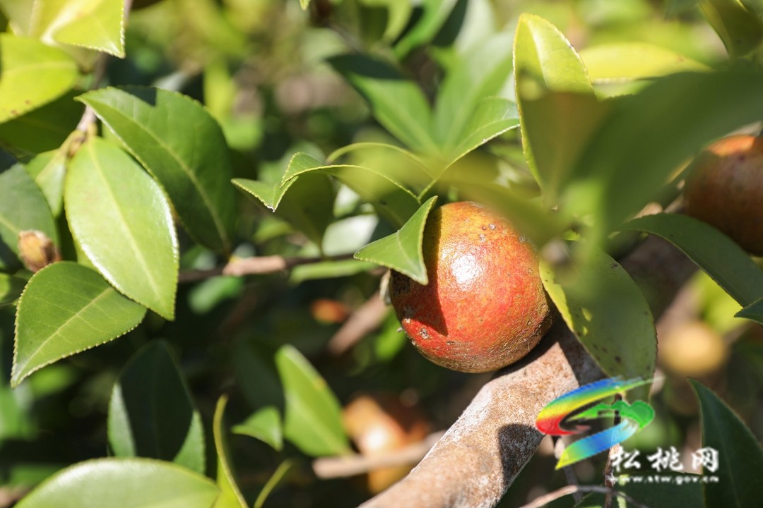 松桃：秋來(lái)油果香飄山頭   萬(wàn)畝油茶喜獲豐收