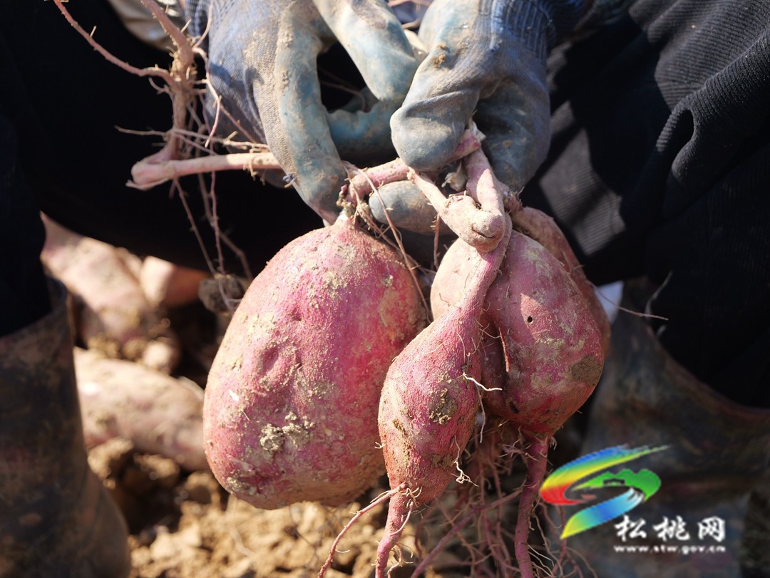 普覺鎮(zhèn)：紅薯喜豐收   致富增收有“薯”光