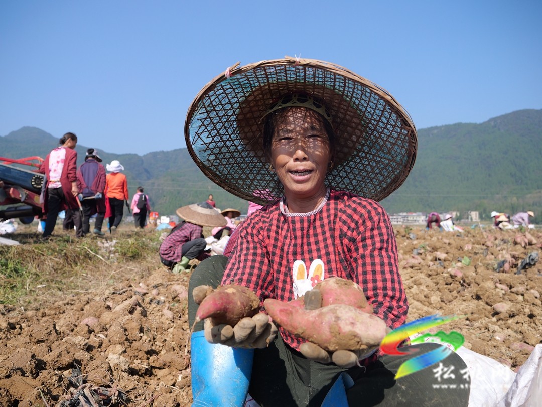 普覺鎮(zhèn)：紅薯喜豐收   致富增收有“薯”光