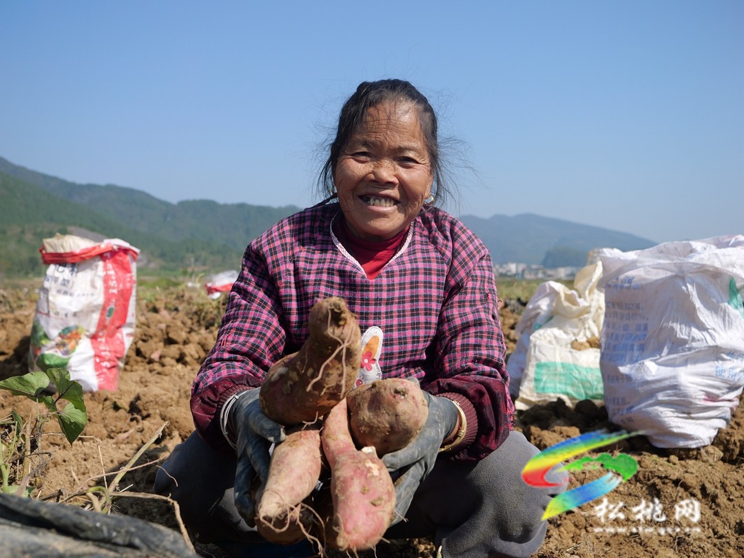 普覺鎮(zhèn)：紅薯喜豐收   致富增收有“薯”光